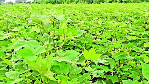 Thrips Disease