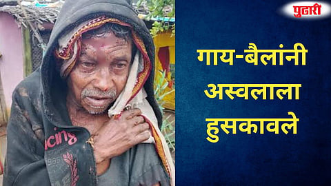 Melghat farmer saved by cows and bulls