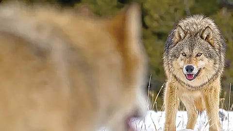 Alpha Male Concept