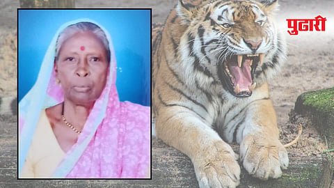 Chandrapur Tiger Attack: