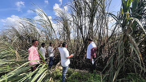 Kamari short circuit sugarcane fire