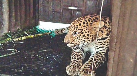 leopard sighting