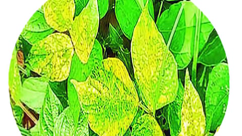 Soybean Crop