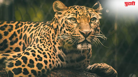 Parner Leopard Attack