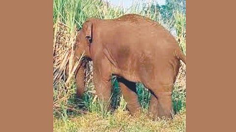 Aggressive Elephant