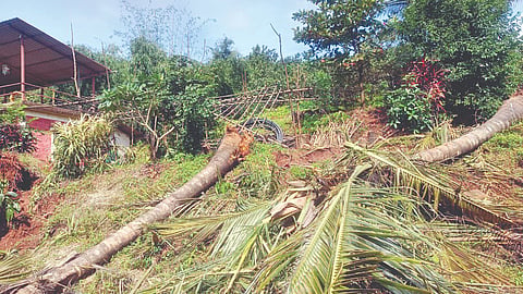 Elephant Damage Ghotge Area