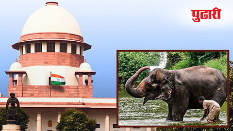 Madhuri Elephant case