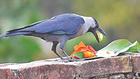 Pitru Paksha