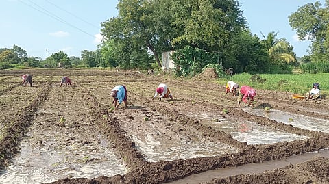 Red Onion Farming
