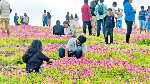 Kaas Plateau |