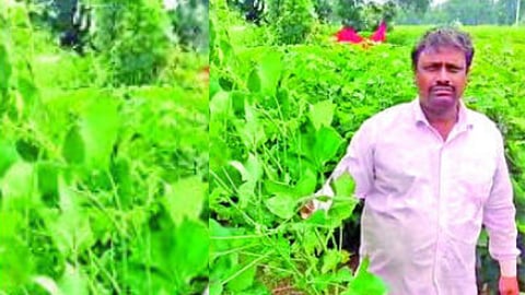 Cotton Crop