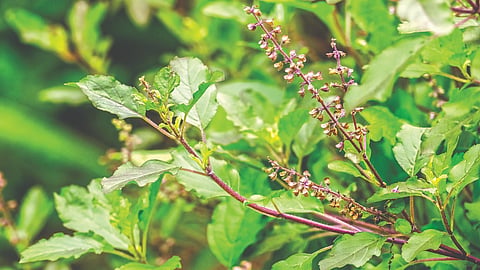 Tulsi extract benefits