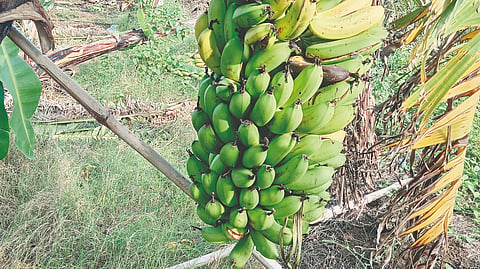 Banana price drop |