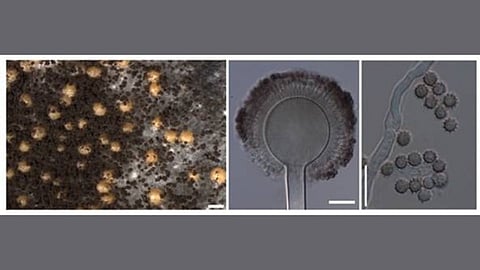 Fungal biodiversity