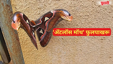 Kaas Plateau rare butterfly