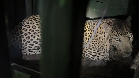 Chandrapur Leopard Attack