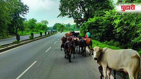 Stray Animals : मोकाट जनावरांचा वेसन घाला रे ऽऽ