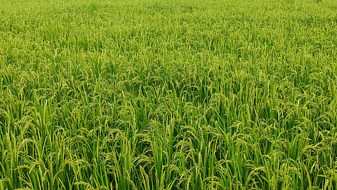 Agricultural damage