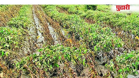 आर्त विनवणीच्या स्वरात शेतकरी आपल्या व्यथा नुकसानीची पाहणी करण्यासाठी आलेल्या लोकप्रतिनिधी, अधिकाऱ्यांपुढे मांडत आहेत.