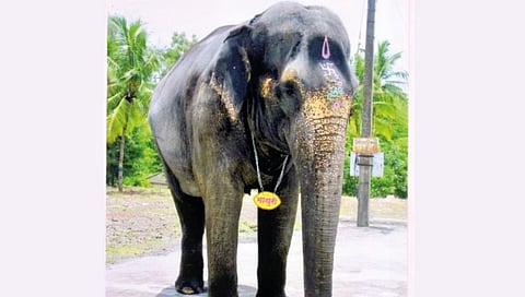 Mahadevi Elephant