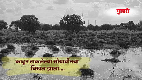 Beed rain news