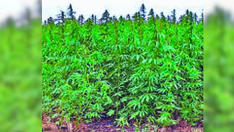 Ganja lagwad
