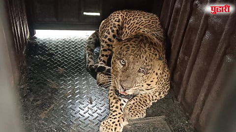 Leopard Captured