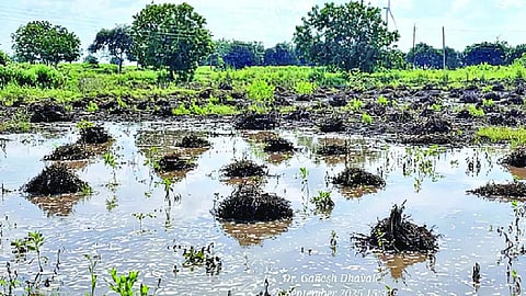 Beed Rain