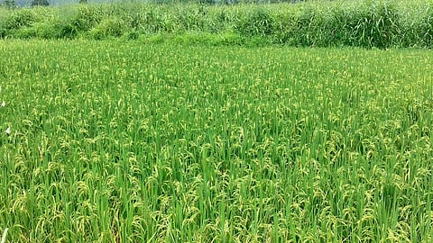 Khalapur rice crop growth