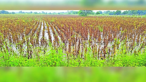 Marathwada Heavy Rain