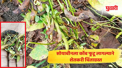 Marathwada rain news