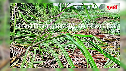 Dharashiv Rain