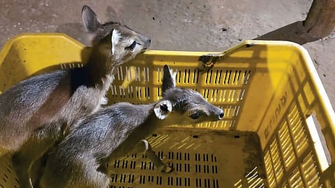 Chousingha Deer