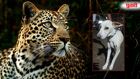 Otur Leopard Attack