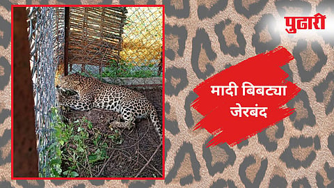 Chandrapur Leopard