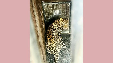 Leopard Attack