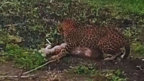Pune leopard news