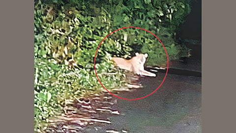 Ker Village Leopard Sighting
