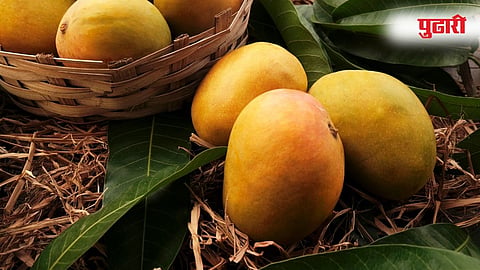 Alphonso Mango