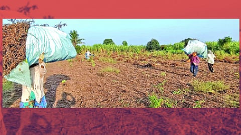 Soybean News