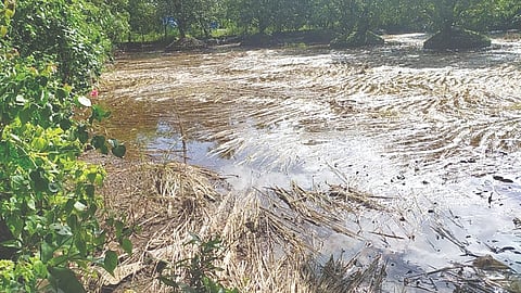 Konkan crop damage