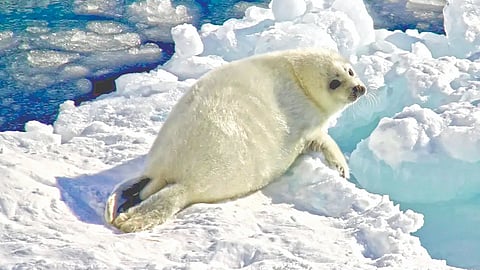 arctic-seals-and-birds-threatened-by-climate-change-and-human-activity