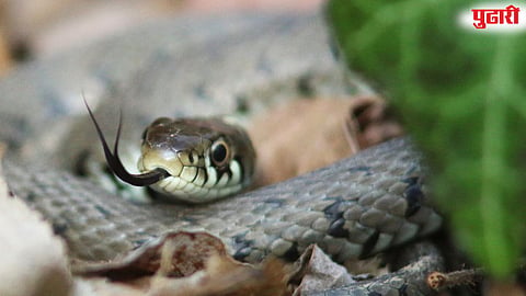 Snakebite treatment