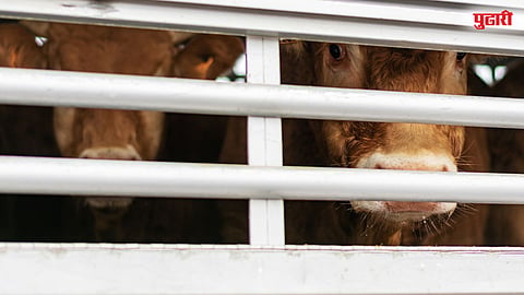 Cattle Transport