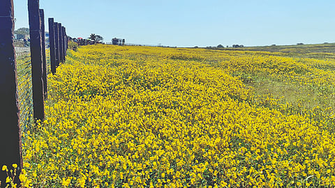 Kaas Plateau: ‘कास’चा हंगाम आणखी 15 दिवस चालणार