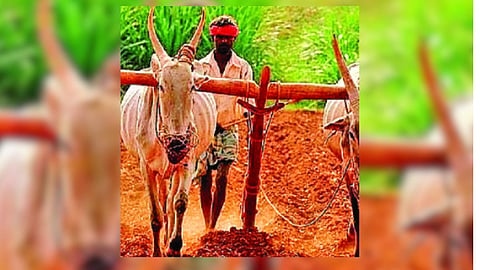 Jalna Rain Loss