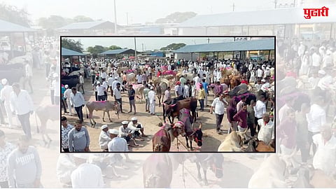 Chakan Market Update