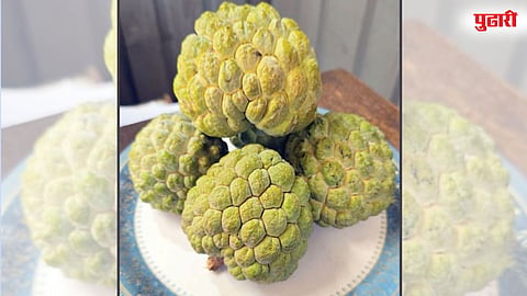 Bhimthadi Selection custard apple variety