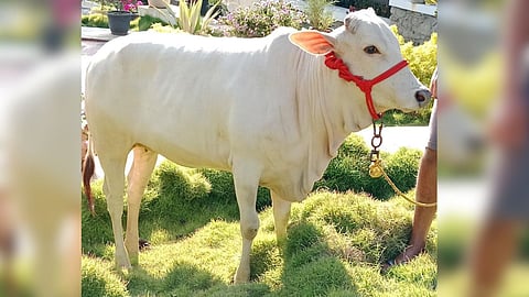 Vasubaras Punganur cow
