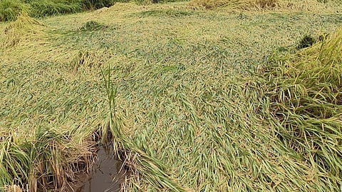 Heavy rain crop loss